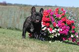 BOULEDOGUE FRANCAIS 327